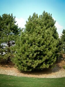 Сосна Чёрная (Pinus Nigra) купить по цене от 270.00р. в интернет-магазине «Посадика» с доставкой почтой в в Заинске и по всей России – [изображение №1].