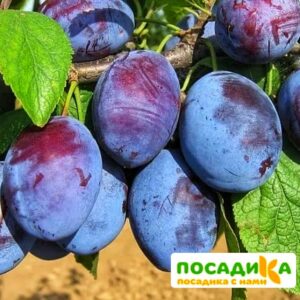 Слива Чачакская ранняя купить по цене от 229.00р. в интернет-магазине «Посадика» с доставкой почтой в в Заинске и по всей России – [изображение №1].