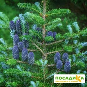 Пихта корейская (Abies koreana) купить по цене от 450.00р. в интернет-магазине «Посадика» с доставкой почтой в в Заинске и по всей России – [изображение №1].