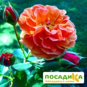 Роза Арабия купить по цене от 350.00р. в интернет-магазине «Посадика» с доставкой почтой в в Заинске и по всей России – [изображение №1].