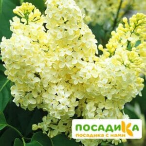 Сирень Примроуз (Primrose) купить по цене от 529.00р. в интернет-магазине «Посадика» с доставкой почтой в в Заинске и по всей России – [изображение №1].