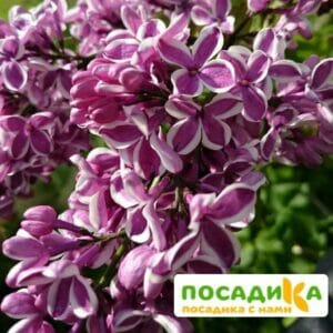 Сирень Сенсация купить по цене от 529.00р. в интернет-магазине «Посадика» с доставкой почтой в в Заинске и по всей России – [изображение №1].