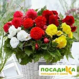Бегония Фимбриата купить по цене от 235р. в интернет-магазине «Посадика» с доставкой почтой в в Заинске и по всей России – [изображение №1].