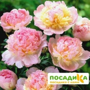 Пион Распберри Сандей (Paeonia Raspberry Sundae) купить по цене от 959р. в интернет-магазине «Посадика» с доставкой почтой в в Заинске и по всей России – [изображение №1].