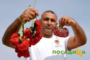Клубника Гигант Джорнея купить по цене от 266р. в интернет-магазине «Посадика» с доставкой почтой в в Заинске и по всей России – [изображение №1].