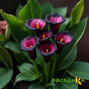 Калла Аура Лейс купить по цене от 400р. в интернет-магазине «Посадика» с доставкой почтой в в Заинске и по всей России – [изображение №1].