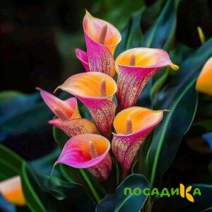 Калла Оникс купить по цене от 450р. в интернет-магазине «Посадика» с доставкой почтой в в Заинске и по всей России – [изображение №1].