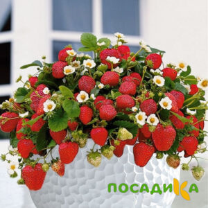 Клубника Рубиновый Шепот (горшечная) купить по цене от 240р. в интернет-магазине «Посадика» с доставкой почтой в в Заинске и по всей России – [изображение №1].