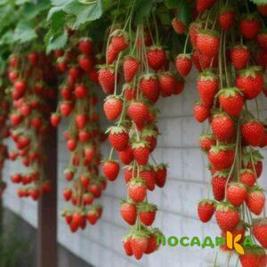 Клубника вьющаяся Комплимент купить по цене от 470р. в интернет-магазине «Посадика» с доставкой почтой в в Заинске и по всей России – [изображение №1].