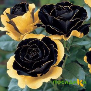 Роза Ханни Сикл купить по цене от 700р. в интернет-магазине «Посадика» с доставкой почтой в в Заинске и по всей России – [изображение №1].
