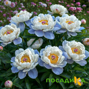 Пион акварельный Этюд купить по цене от 806р. в интернет-магазине «Посадика» с доставкой почтой в в Заинске и по всей России – [изображение №1].
