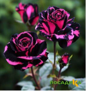 Роза Багровый Шепот купить по цене от 366р. в интернет-магазине «Посадика» с доставкой почтой в в Заинске и по всей России – [изображение №1].