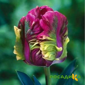 Тюльпан Экзотик Хэвен купить по цене от 186р. в интернет-магазине «Посадика» с доставкой почтой в в Заинске и по всей России – [изображение №1].